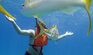 Snorkeling and Diving